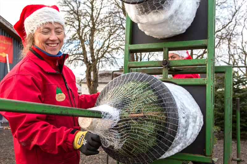 Hørup-juletræer-køb-salg-af-juletræ-nordsjælland