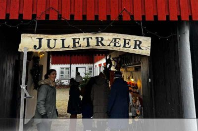 borsholmgård juletræ fæld selv billig nordsjaelland